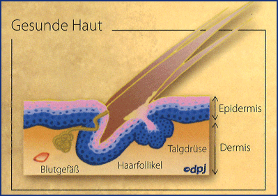 Gesunde-Haut-BHI.png