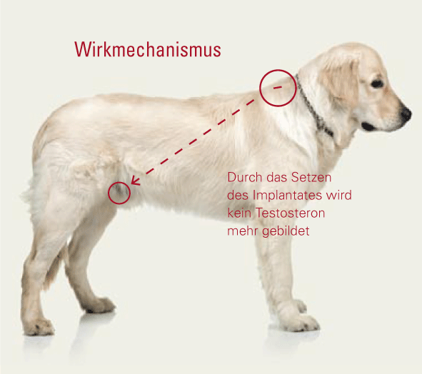 Wirkmechanismus Suprelorin.png