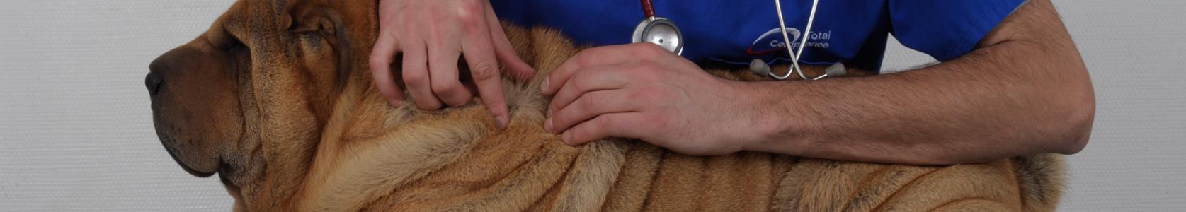 Effipro Das Flohmittel für Hund und Katze Effektive Flohbekämpfung