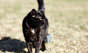 Flohbefall Bei Katzen