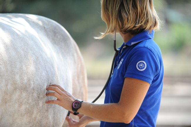 Magengeschwüre beim Pferd