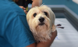 Bakterielle Hautinfektion