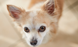 Medikamentöse Kastration