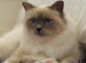 Katzen