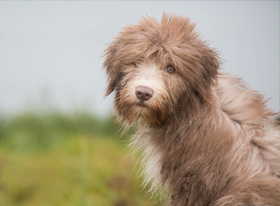 Hunde