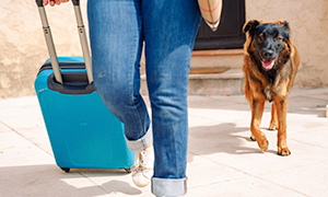 Reisebestimmungen für Hunde, Katzen und Frettchen